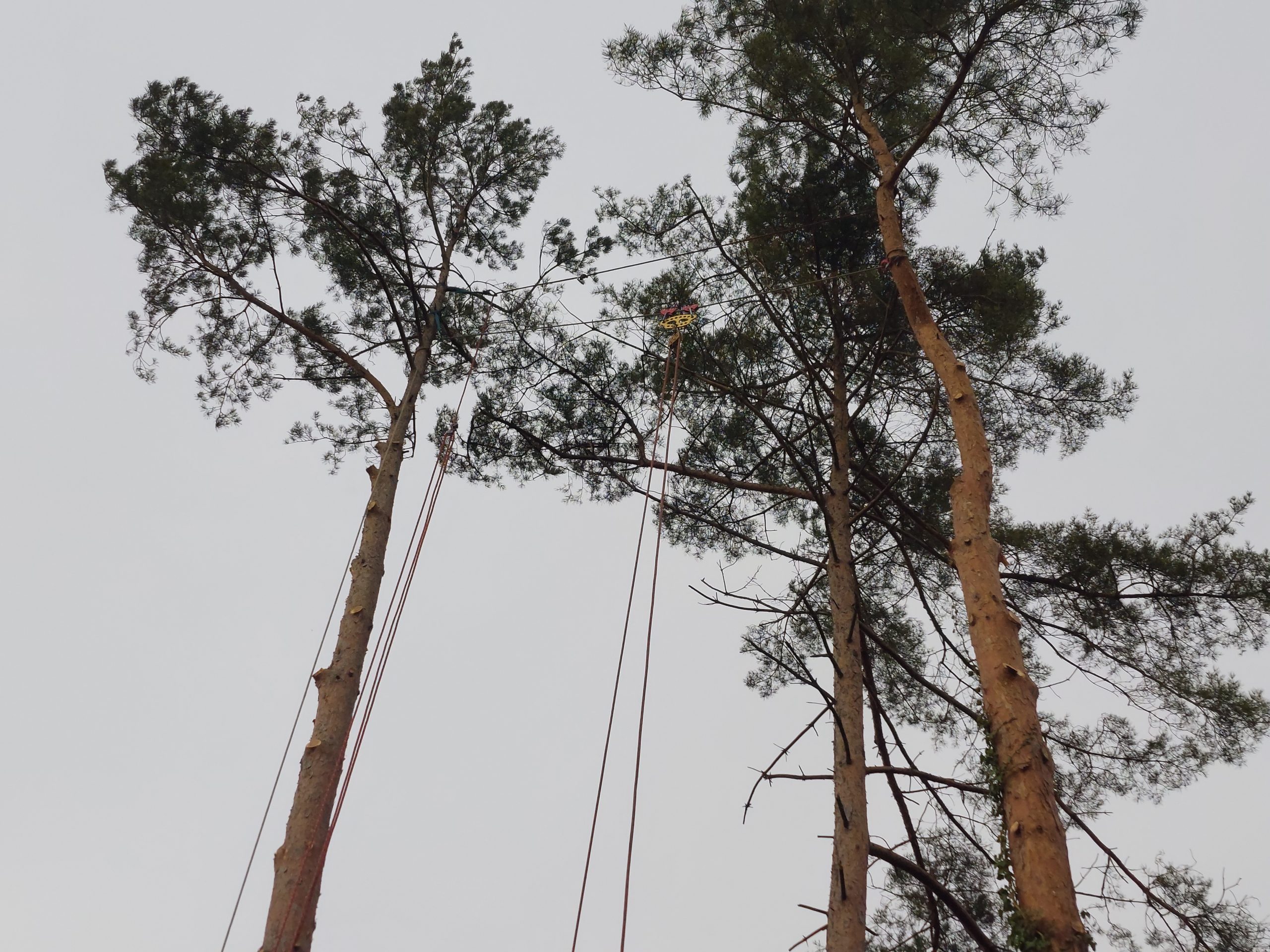 Zwei hohe Bäume mit Seilen für die Baumpflege