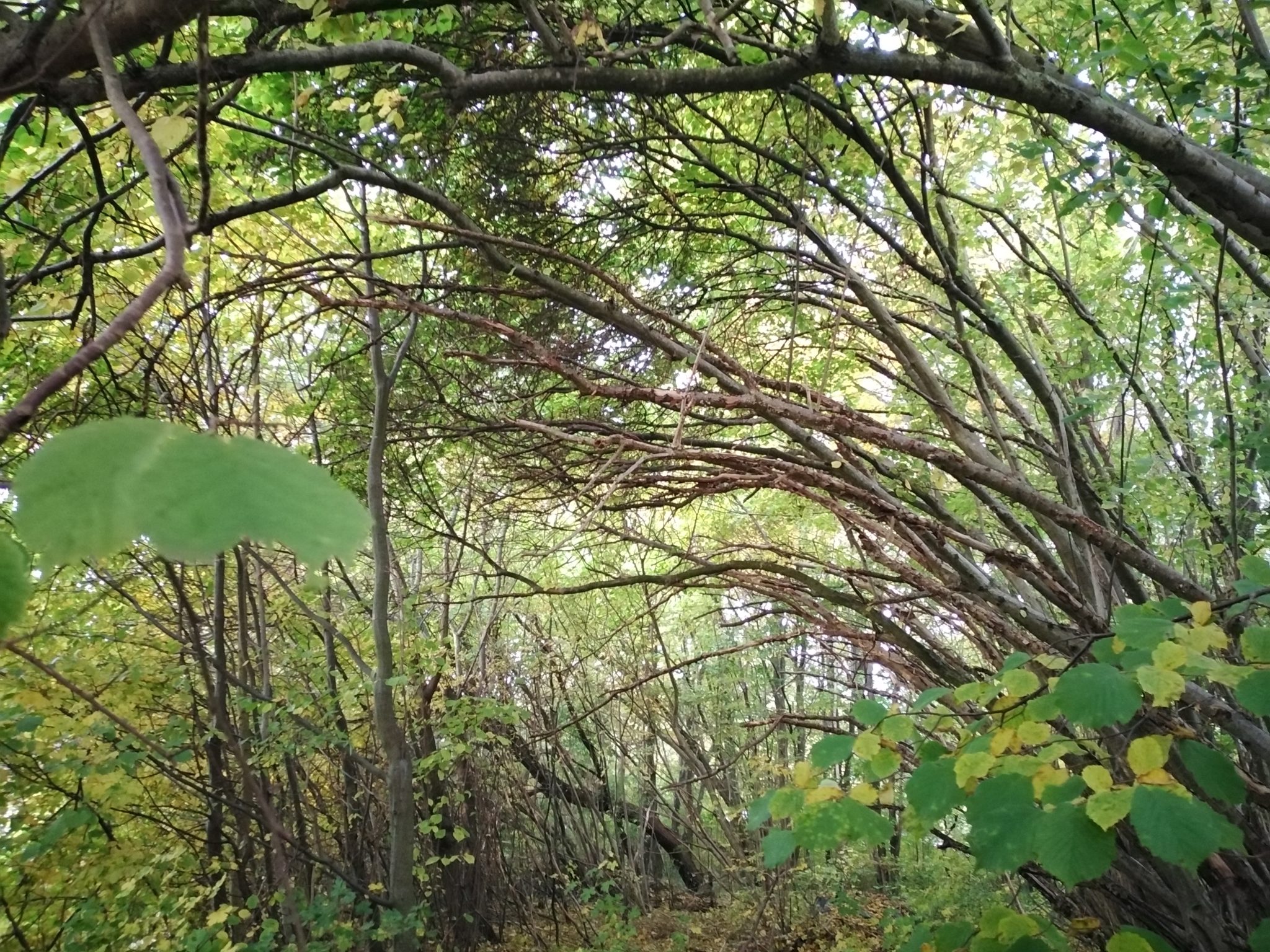 Blätter und Bäume in einem Wald bei Arbeiten der Baumpflege Birkholz