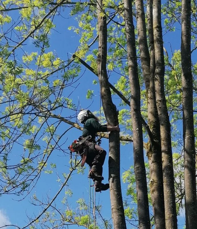 Mann klettert an einem Baum zur Baumpflege hoch